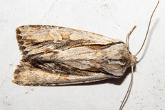 Ichneutica paracausta
