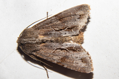 Ichneutica ustistriga