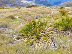 Aciphylla ferox