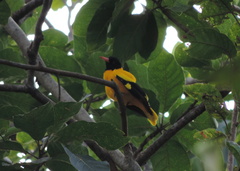 Oriolus xanthornus