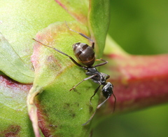 Formica subsericea