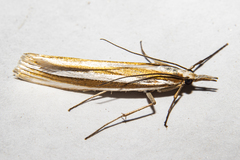 Orocrambus