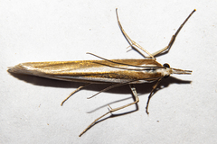 Orocrambus