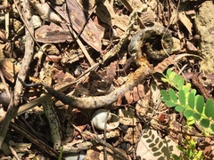 Tropidophis curtus