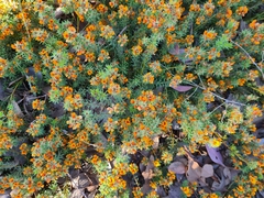 Pultenaea subspicata