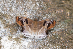 Odontoptilum angulata