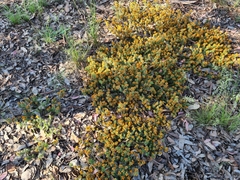 Pultenaea subspicata