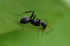 Formica subsericea