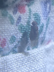 Drosophila repleta