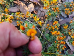 Pultenaea subspicata