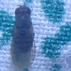 Drosophila repleta