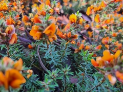 Pultenaea subspicata