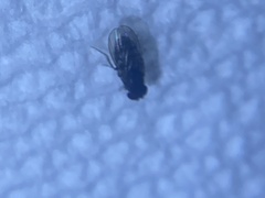 Drosophila repleta