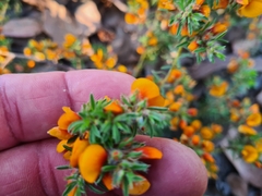 Pultenaea subspicata