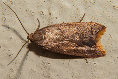 Tachystola acroxantha