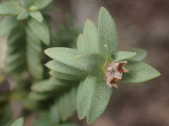 Pimelea orthia