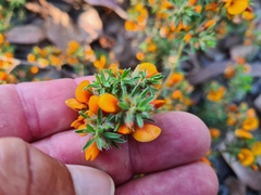 Pultenaea subspicata