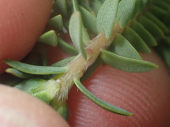 Pimelea orthia