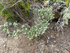 Pimelea orthia