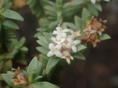Pimelea orthia