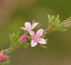 Cyanothamnus anemonifolius