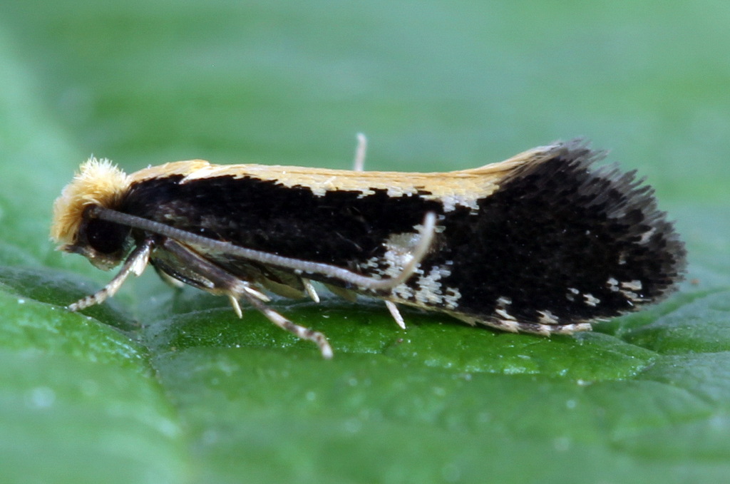 Yellow-backed Clothes Moth