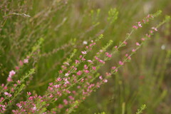 Cyanothamnus anemonifolius