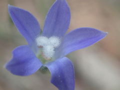 Wahlenbergia violacea