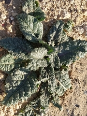 Mandragora autumnalis