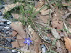 Wahlenbergia violacea