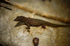Sphaerodactylus copei