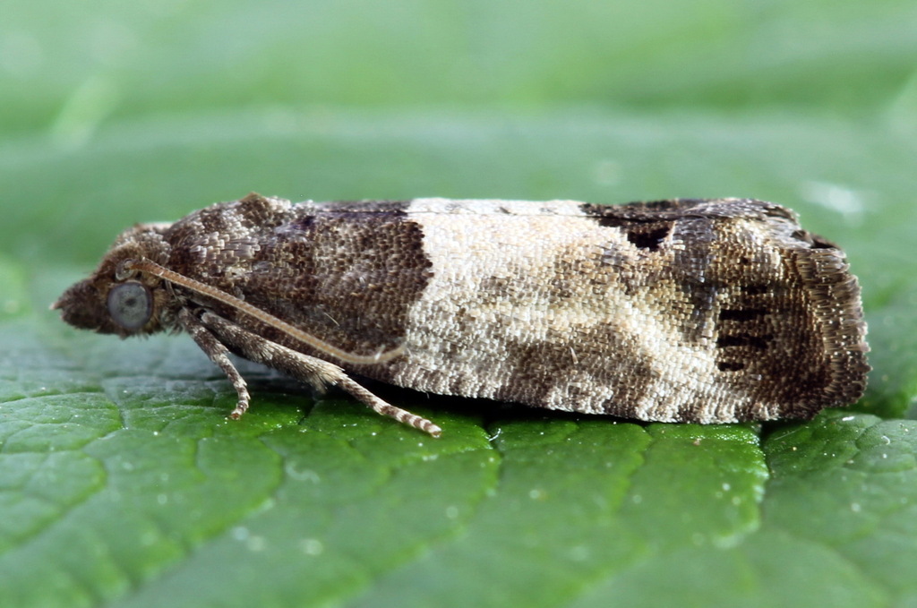 Eye-spotted Bud Moth, photo 1 of 10