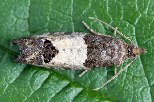 Eye-spotted Bud Moth, photo 3 of 10