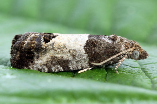Eye-spotted Bud Moth, photo 2 of 10