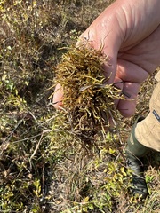 Calliergonella cuspidata