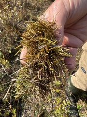 Calliergonella cuspidata