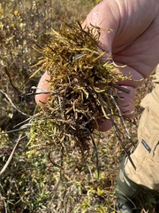 Calliergonella cuspidata