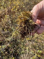 Calliergonella cuspidata