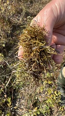 Calliergonella cuspidata