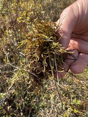 Calliergonella cuspidata