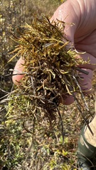 Calliergonella cuspidata