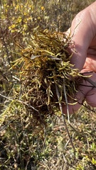 Calliergonella cuspidata