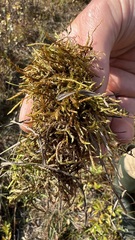 Calliergonella cuspidata