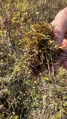 Calliergonella cuspidata