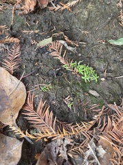 Callitriche nuttallii