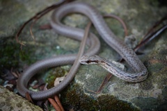 Cubophis vudii