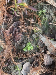 Callitriche nuttallii