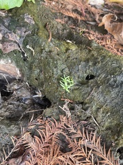 Callitriche nuttallii