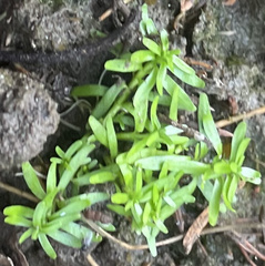 Callitriche nuttallii