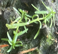 Callitriche nuttallii